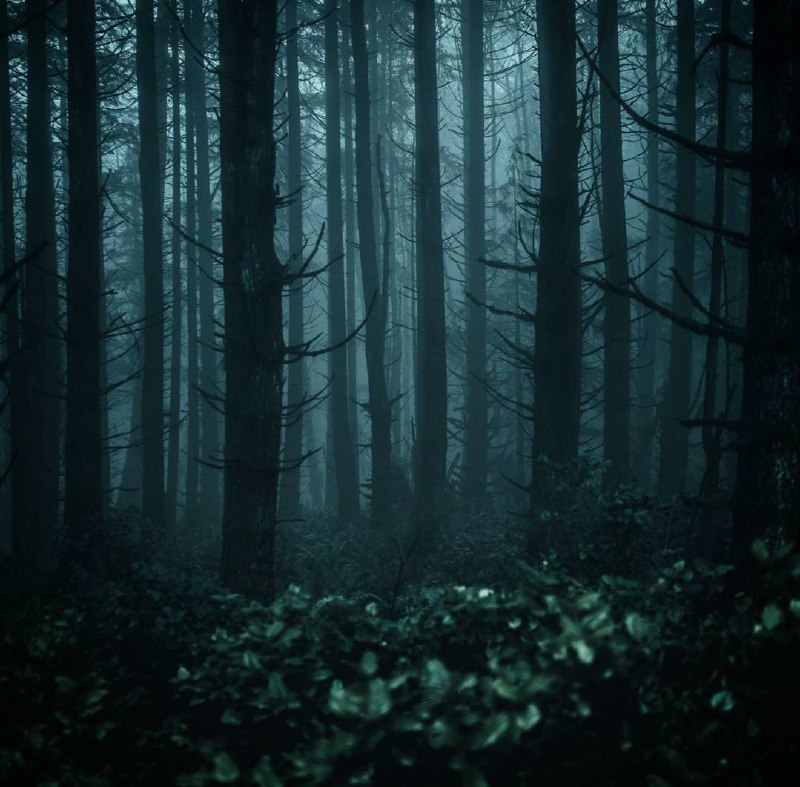 Есть что-то жуткое и в то же время завораживающее в том, как тьма сгущается в лесу, где нет ни...