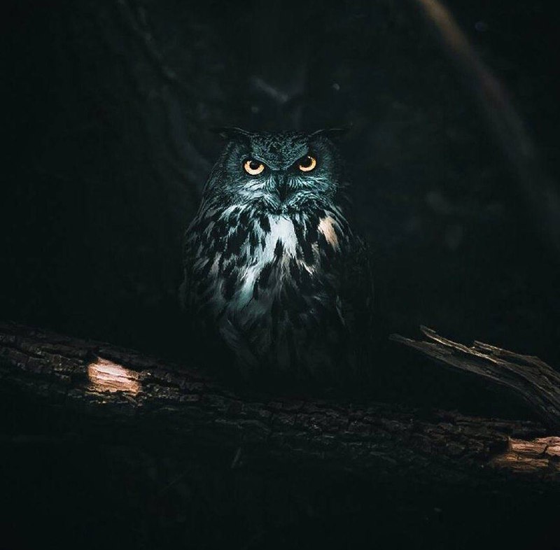 Возможно, совы — не то, чем кажутся, но они выполняют важную задачу: напоминают нам о...