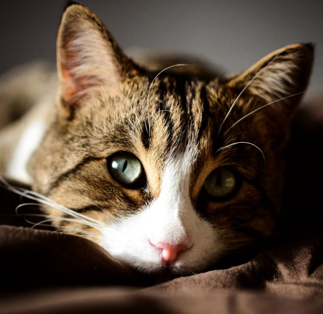 У котов есть такое свойство: стоит им появиться в доме, как оказывается, что они были здесь всегда...