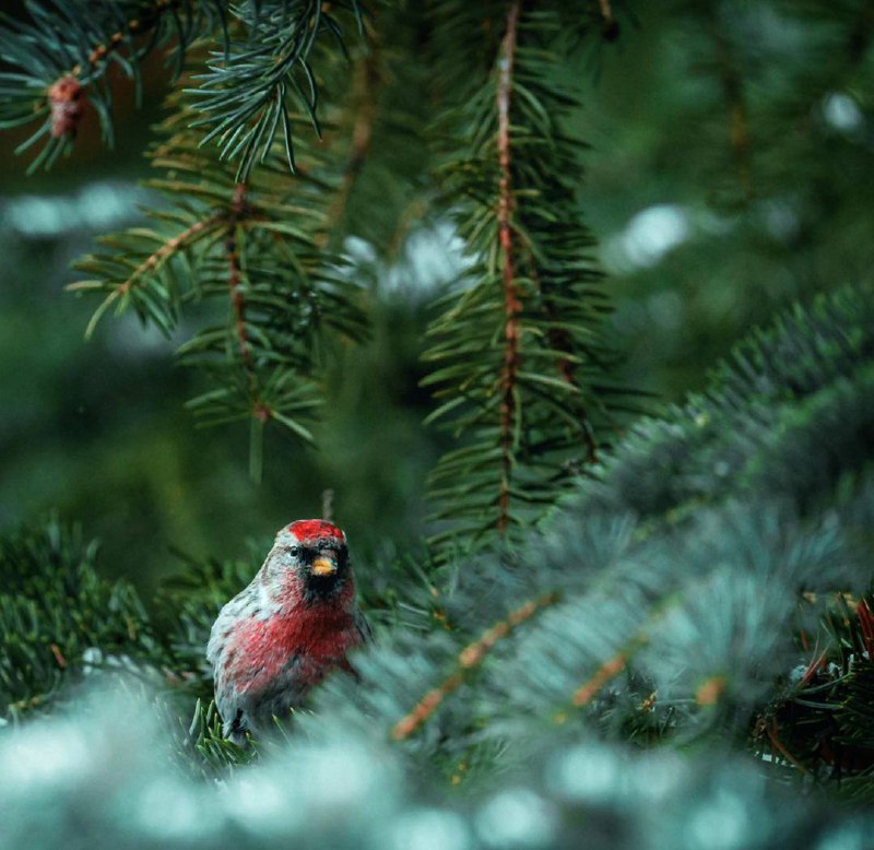 Любовь — это птица. Дело — ветка. Птица может свить гнездо, но рано или поздно исчезнет