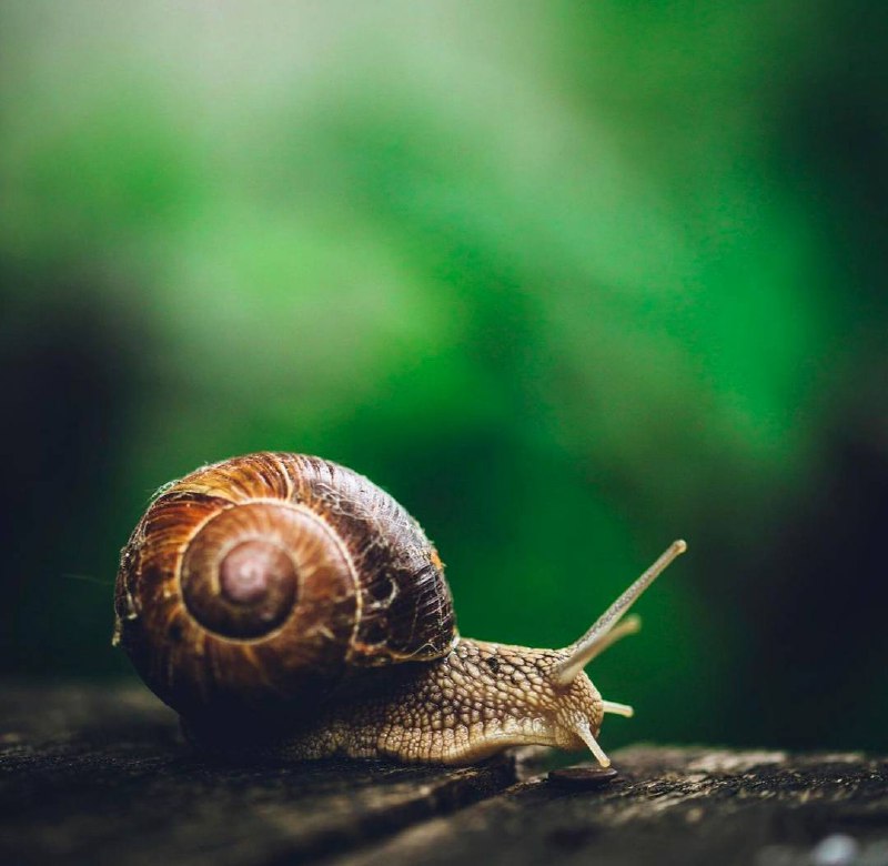 Успевает всюду тот, кто никуда не торопится.