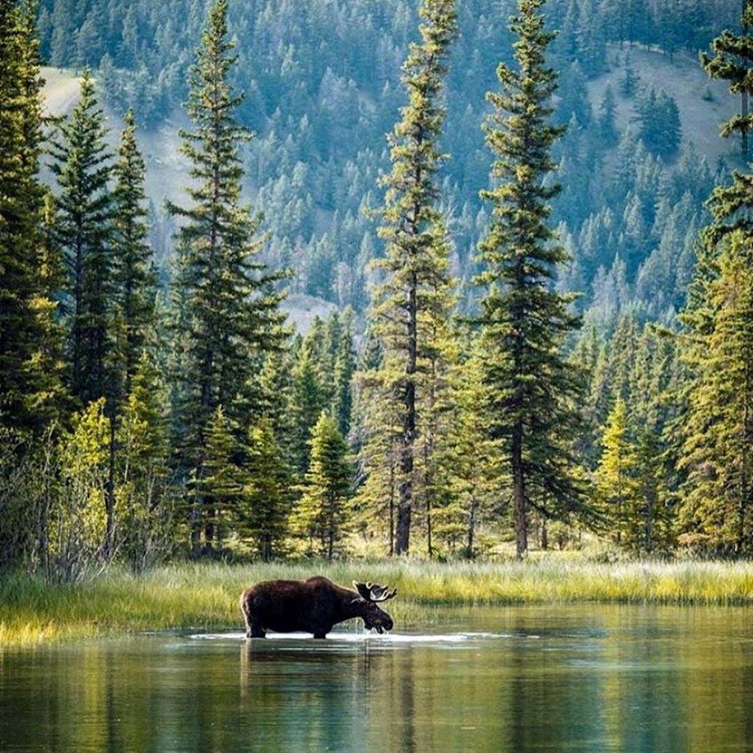 На зелёном, цветущем берегу, над тёмной глубью реки или озера..