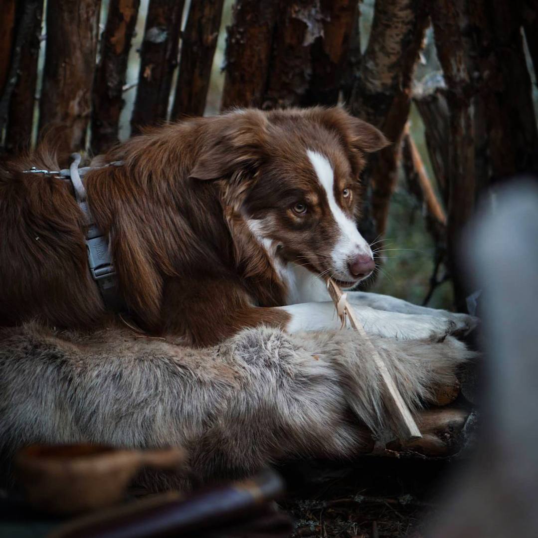 Не обращайтесь с собаками подобно людям. Обращайтесь с собаками подобно собакам. Они лучше чем люди.