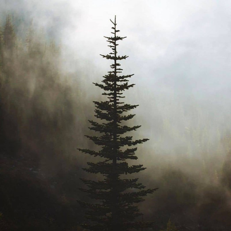 Природа не терпит пустоты: там, где люди не знают правды, они заполняют пробелы домыслом.