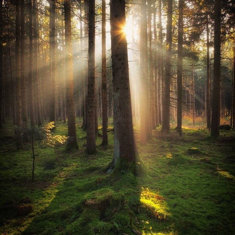 Находясь среди деревьев, я замечаю, что мое дыхание становится ровнее, я начинаю чувствовать...