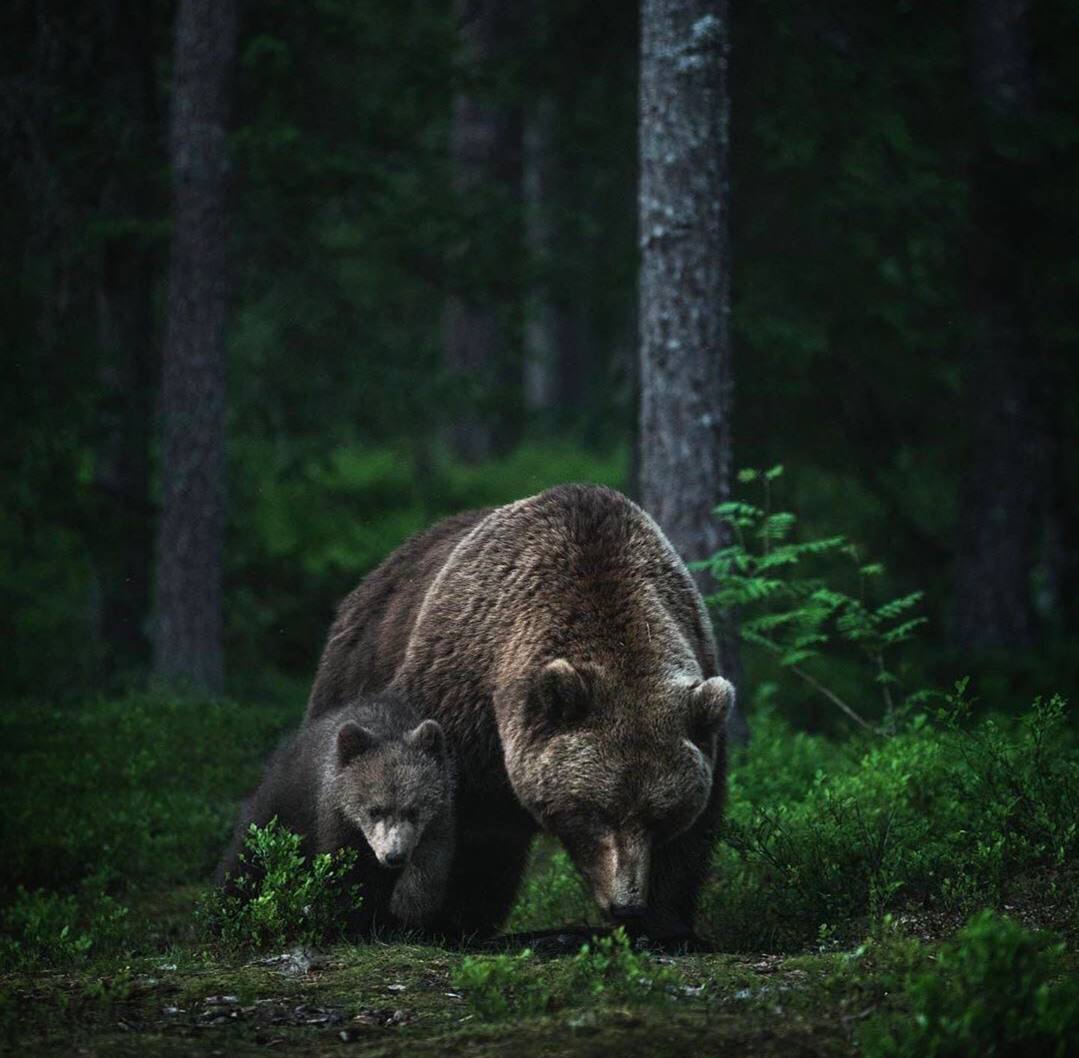 Если душа — это умение любить, быть преданным и благодарным, то животные обладают ею в большей...