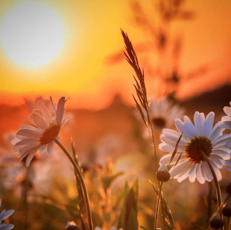 Лето как выходные. Такое же прекрасное, и так же быстро проходит