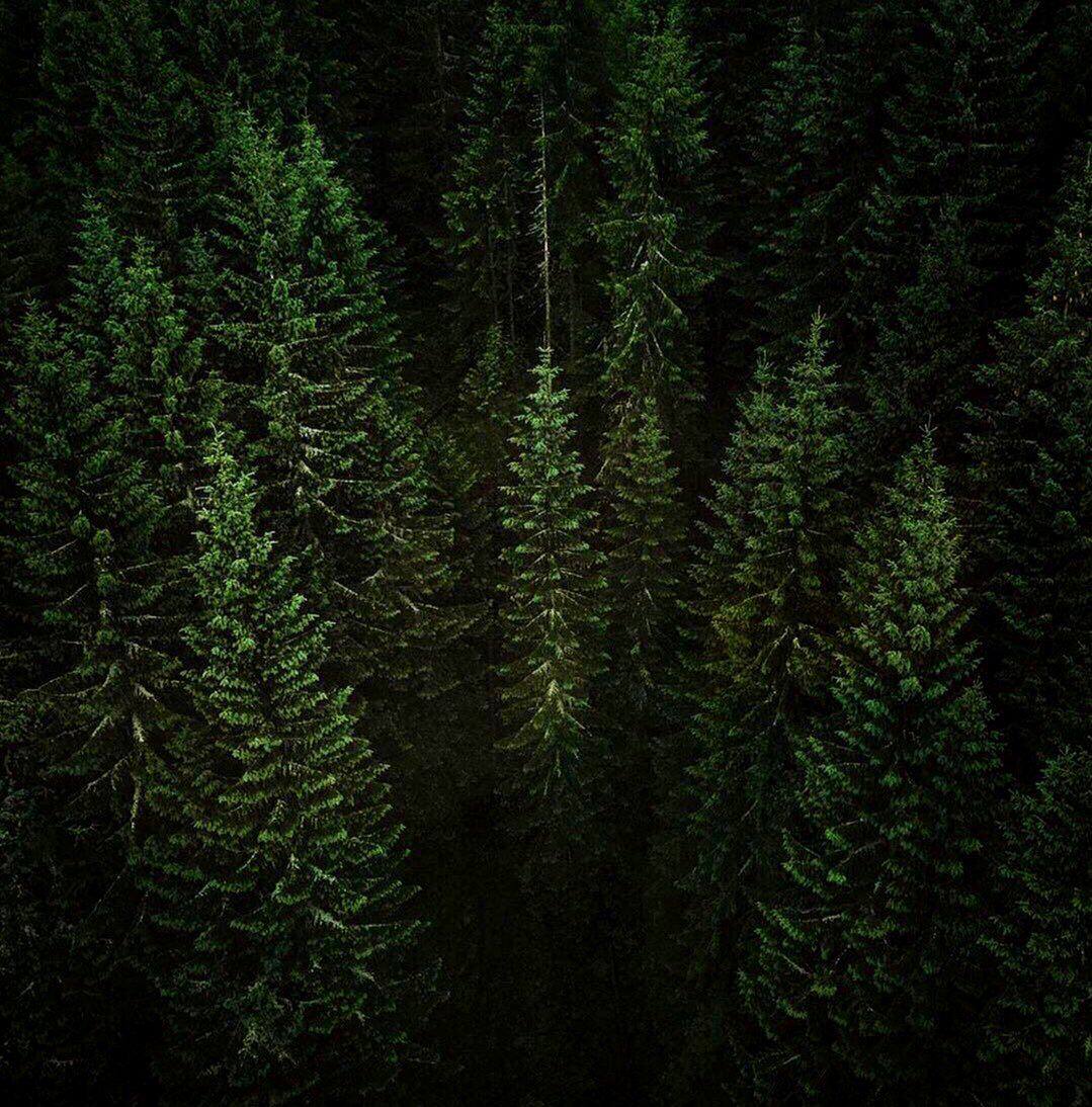 Как красивы деревья и, в сущности, какая должна быть около них красивая жизнь!