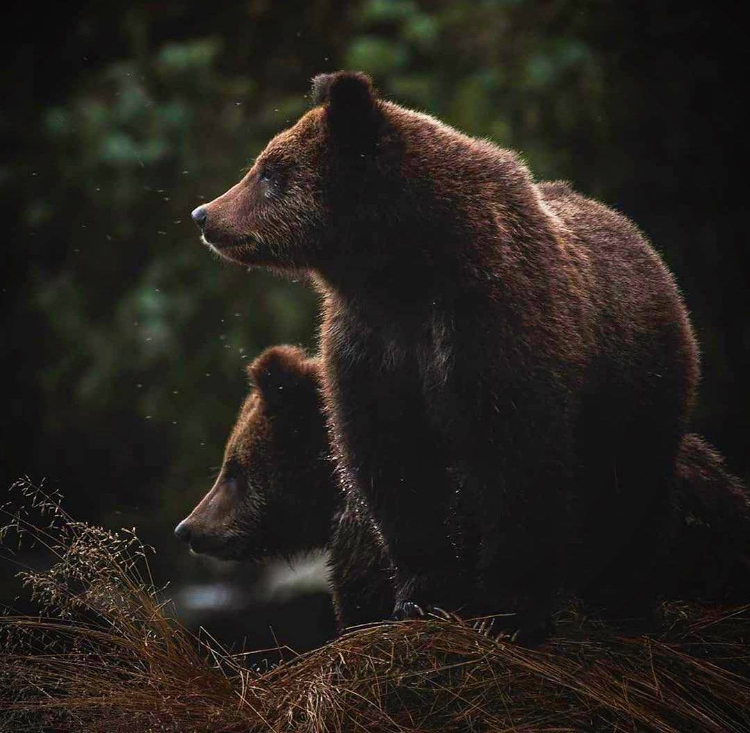 Животные отнюдь не низшие создания. У них тоже есть душа, как и у людей