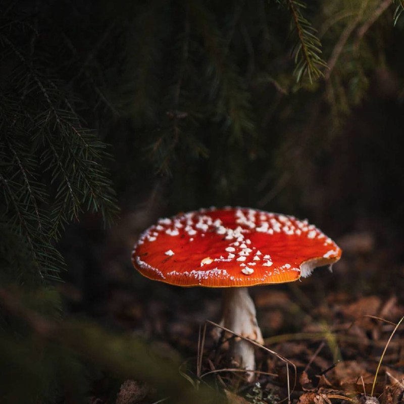 Что для одного – еда, для другого – яд.