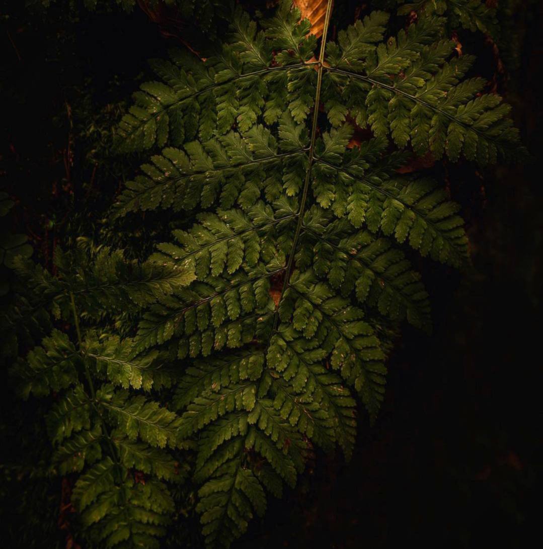 Только растения способны уловить, преобразить и сохранить про запас то, без чего нет жизни