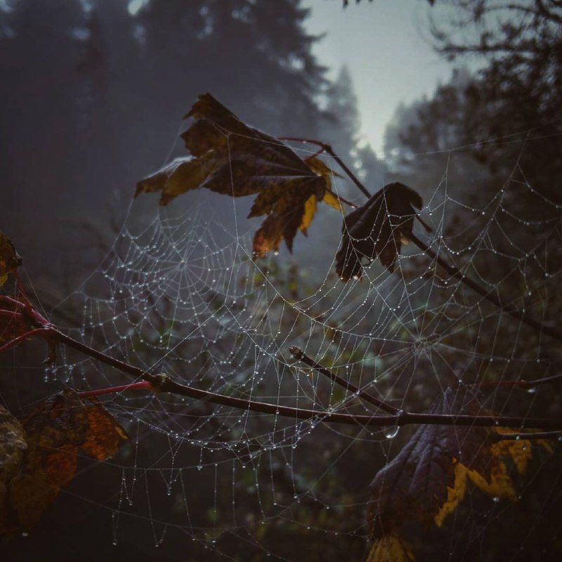 Каждый год в тебе что-то умирает, когда с деревьев опадают листья, а их голые ветки беззащитно...