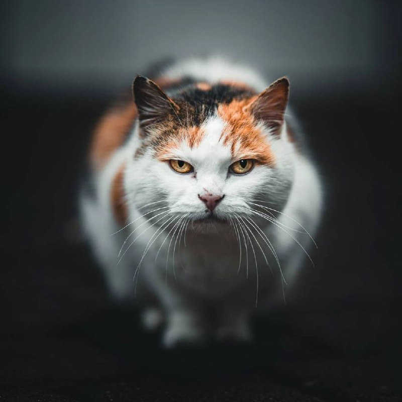 Настоящий кот норовит прожить свою жизнь мирно — так, чтобы люди как можно меньше в его жизнь...