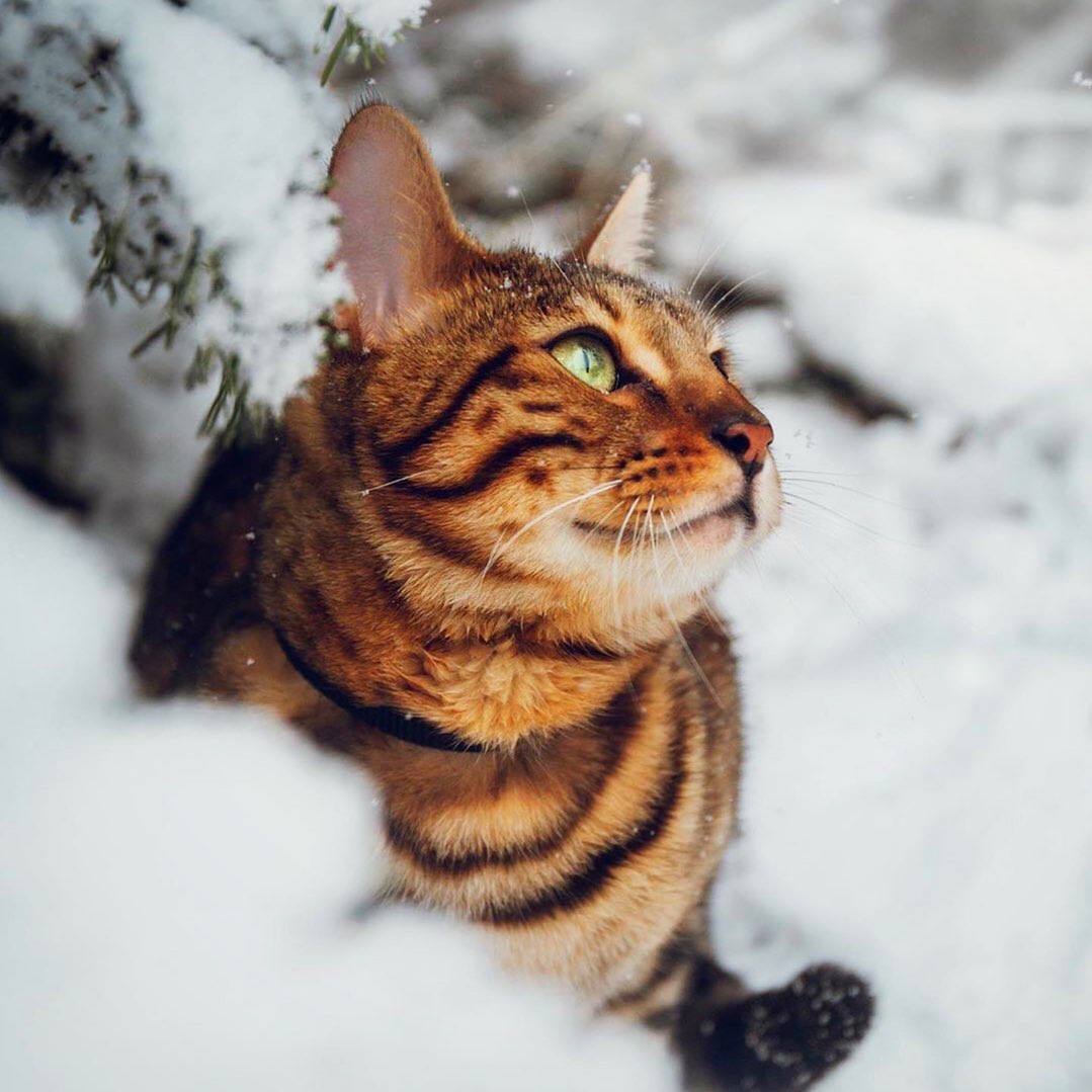 Если бы кошачье мурлыканье продавалось в таблетках, фармацевтический рынок получил бы идеальное...