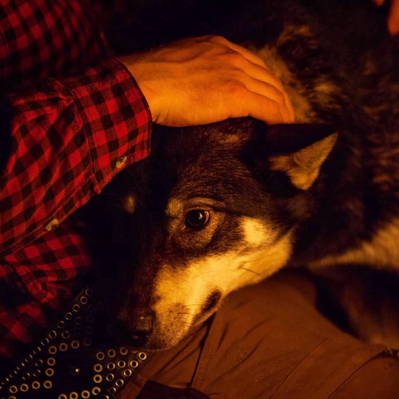 И у людей, и у собак одно желание — быть любимыми.