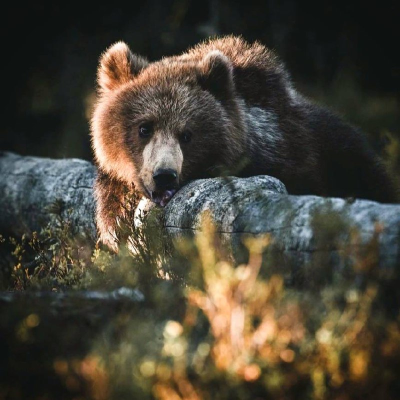 Животные более настоящие, чем люди