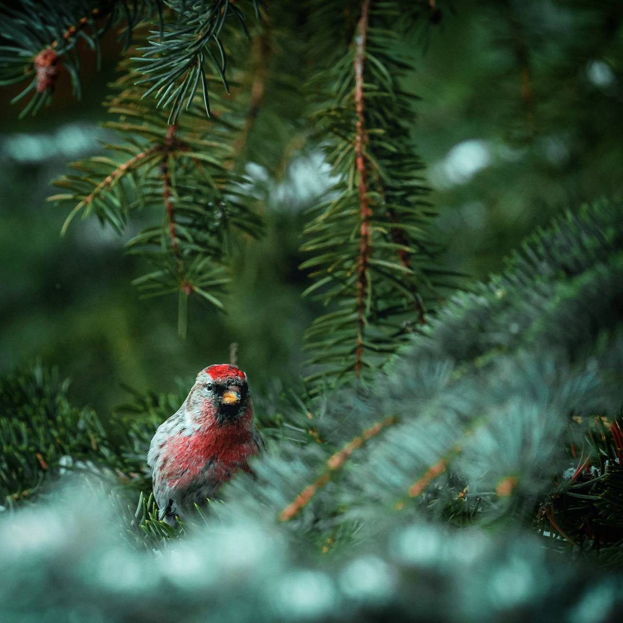 Леса никогда не бывают безмолвны для тех, кто понимает их язык.
