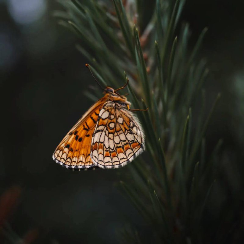 Бабочки — самые эфемерные и самые прекрасные существа на Земле