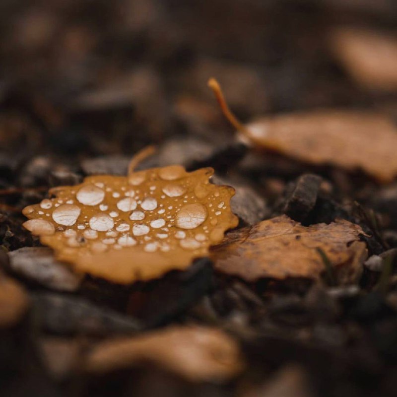 Листья, как и люди, ещё не готовы сдаться