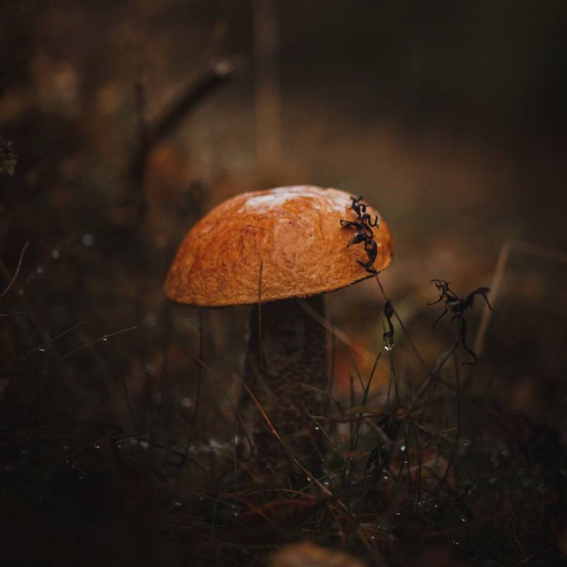 Природа дает достаточно, чтобы удовлетворить естественные потребности.