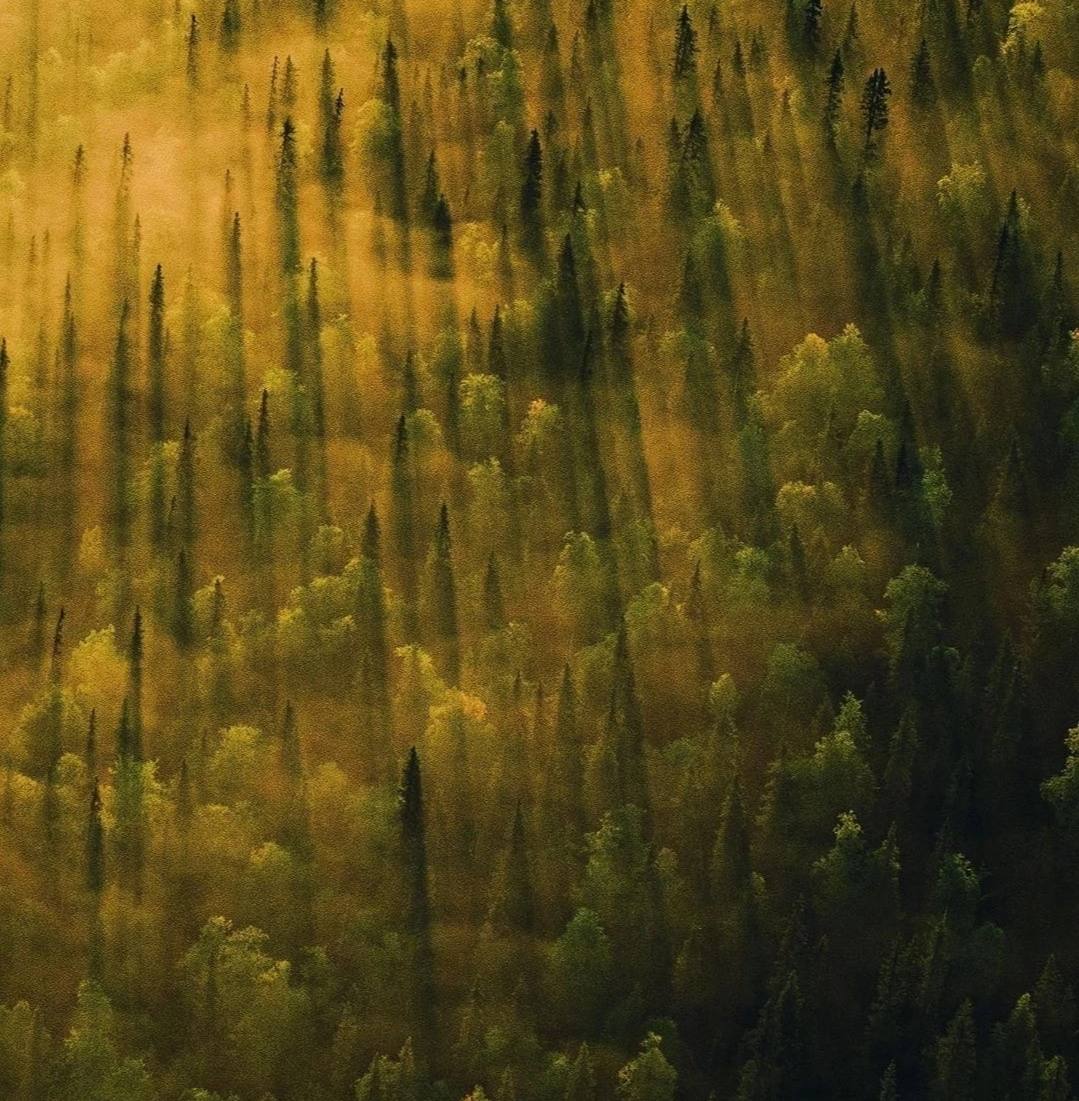 Самая красивая вещь в мире — природа. Закаты, деревья, цветы