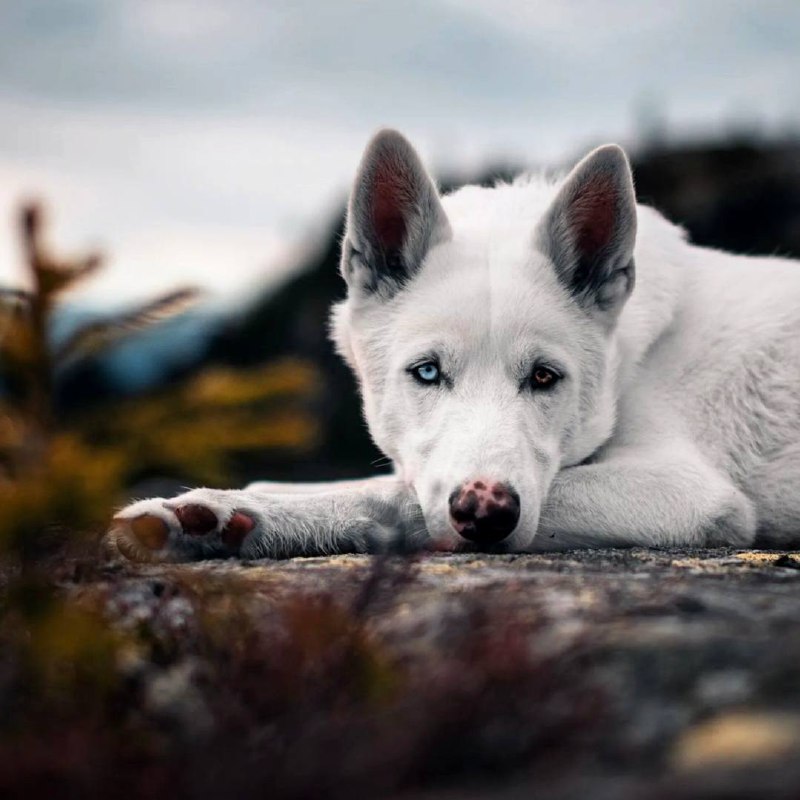 Кто испытал привязанность к верной и умной собаке, тому нет нужды объяснять, какой горячей...