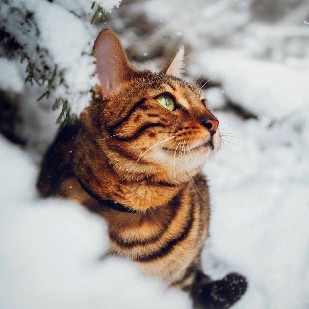 Одни создания в ходе эволюции отращивали длинные ноги, другие – большие зубы, третьи – извилины в...