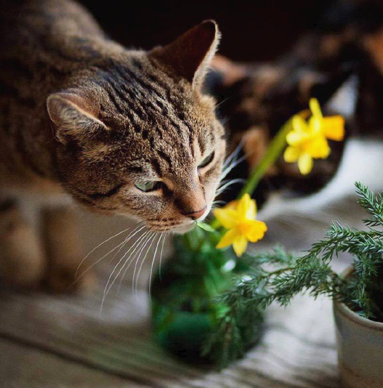 Весну раньше всего распознаёшь по запаху.