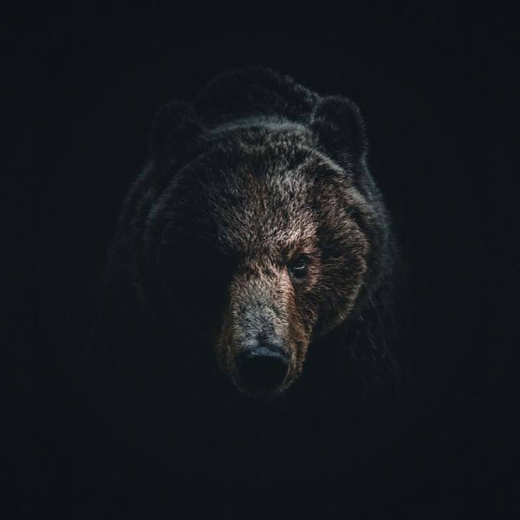 Ибо нельзя к животным подходить с человеческой меркой