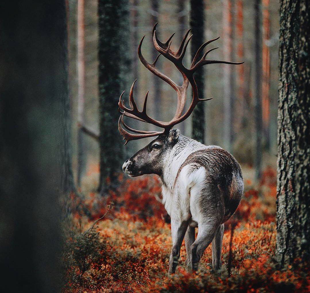 Животные отнюдь не низшие создания. У них тоже есть душа, как и у людей