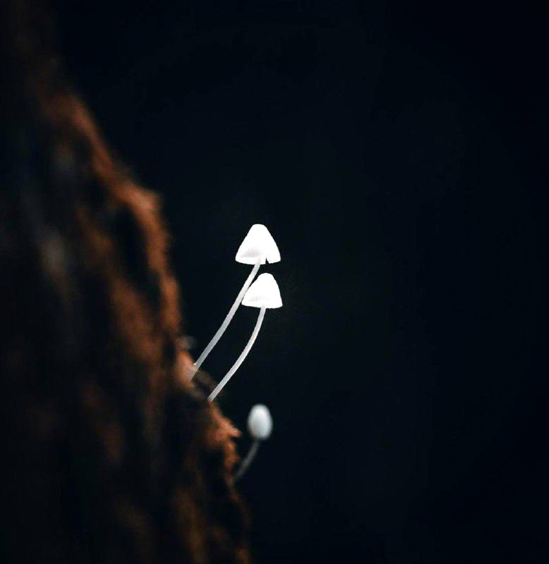 Есть вещи, раздумье о которых не способствует их прояснению