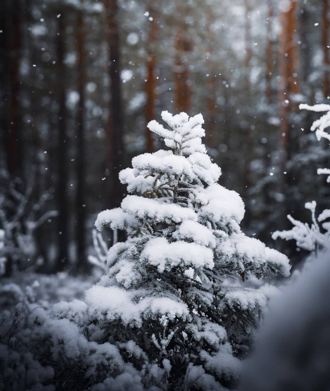 Вопреки видимости, именно зима — пора надежды.