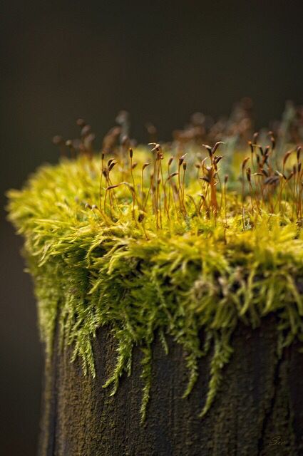 Чем глубже мы заглядываем в природу, тем больше осознаём, что она полна жизни, и тем глубже...