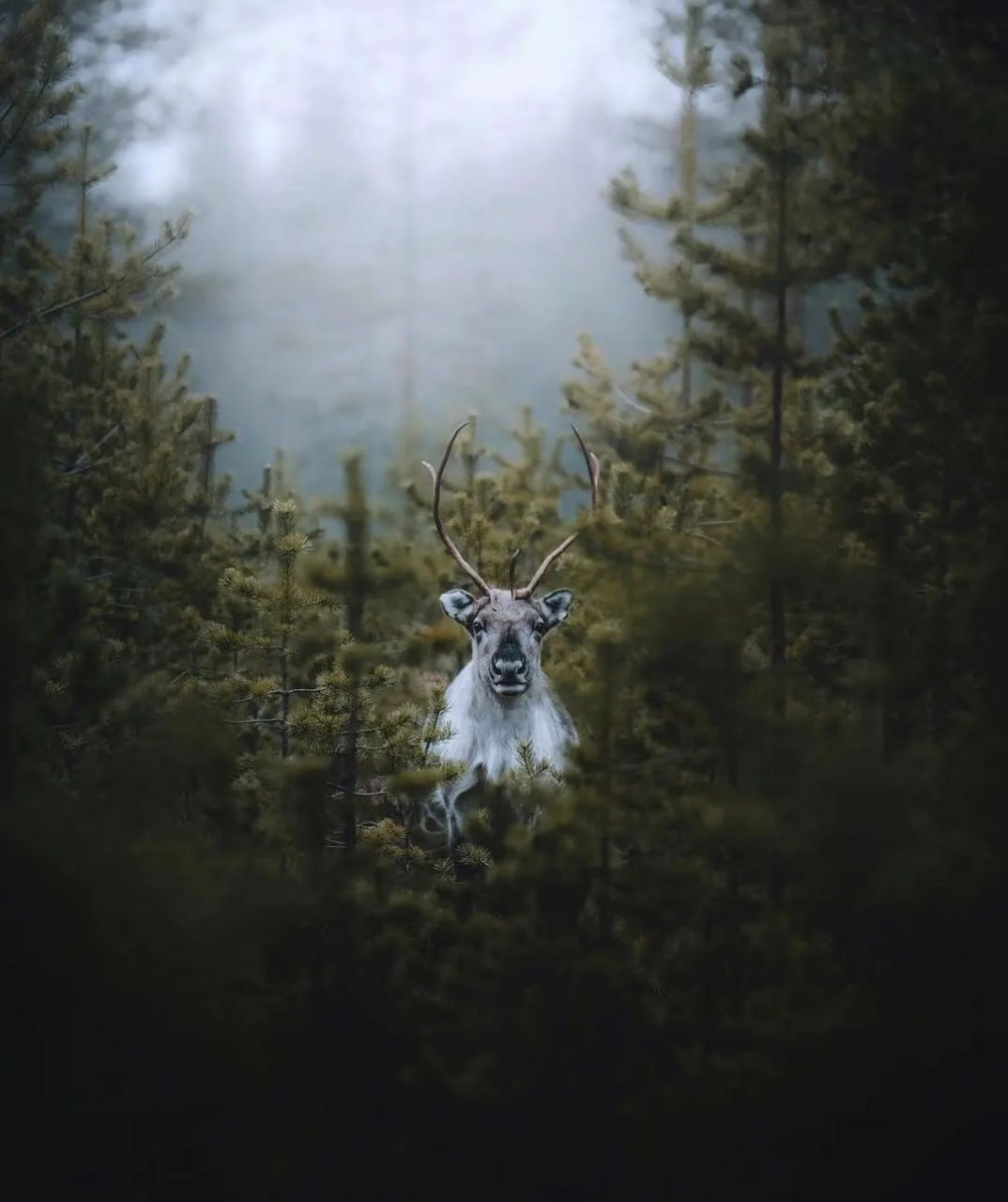 Животные отнюдь не низшие создания. У них тоже есть душа, как и у людей