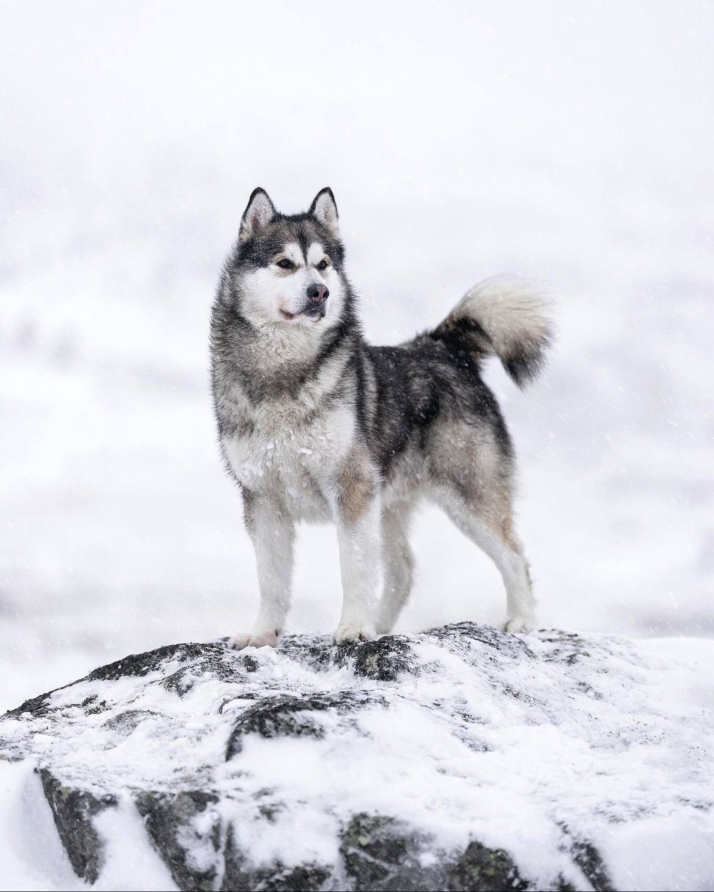 У нас еще нет слова, которое могло бы выразить одновременно самоотверженность, смелость и ум – все...