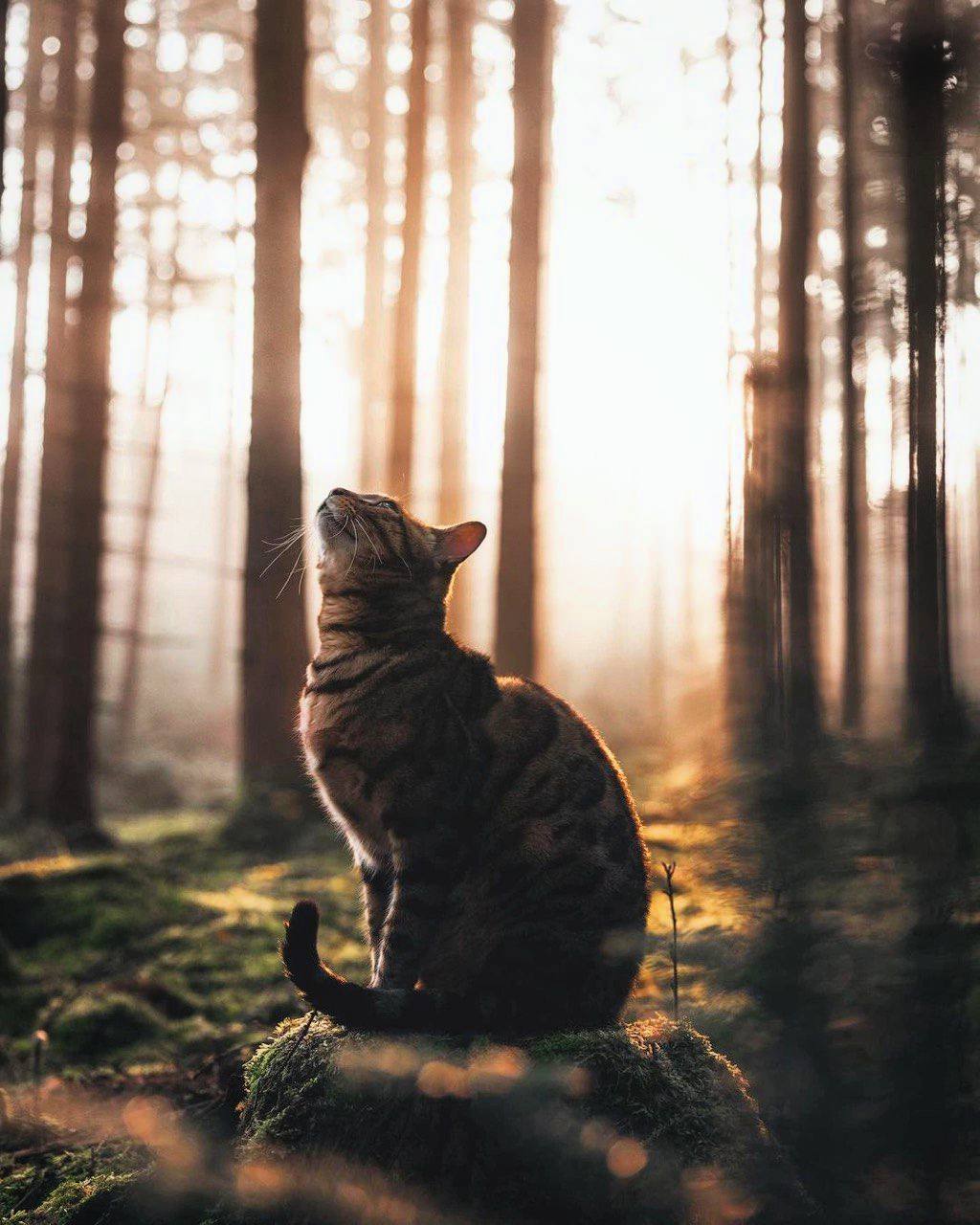 Зачастую кошки странным и загадочным образом влияют на жизнь людей, меняя её к лучшему