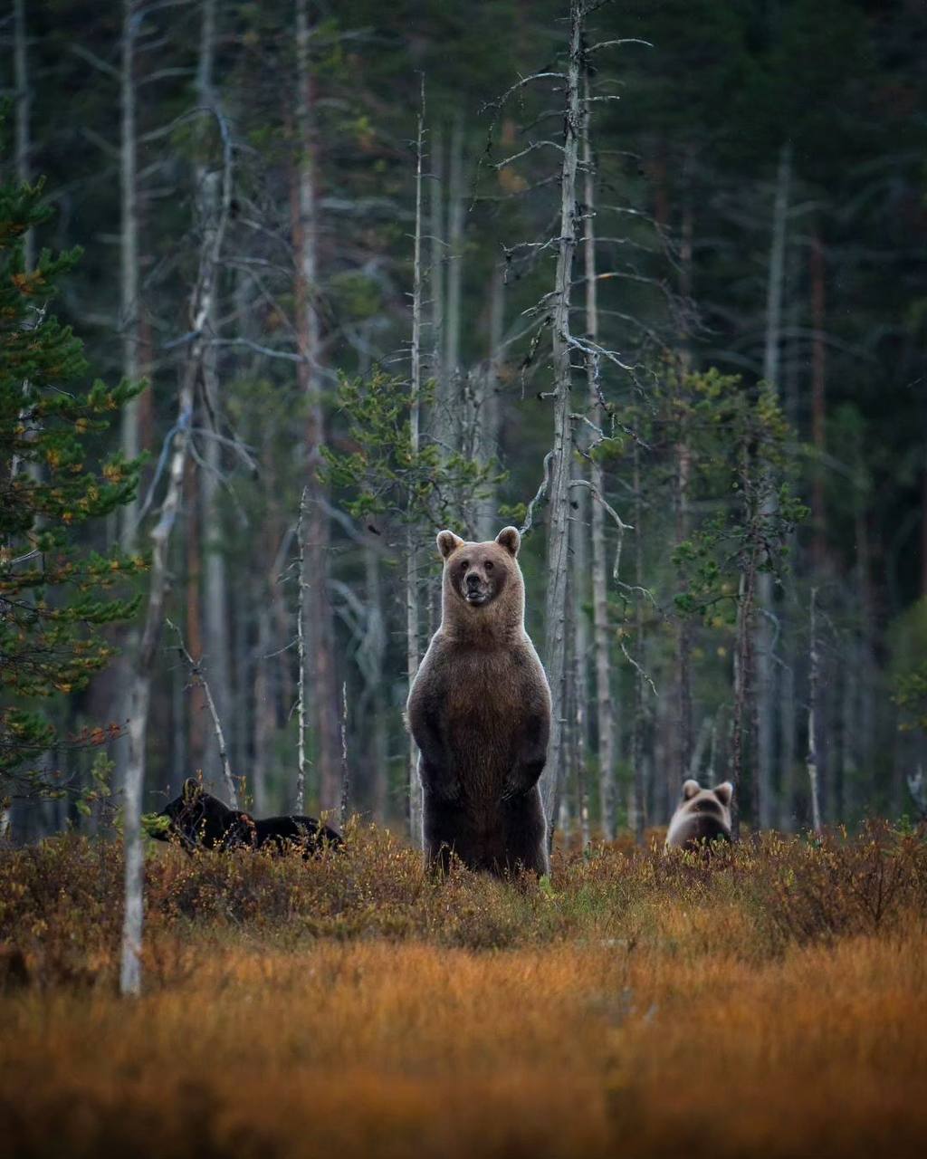 Животные не ведут себя так, как люди. Они дерутся, когда надо драться, и убивают, когда надо убить
