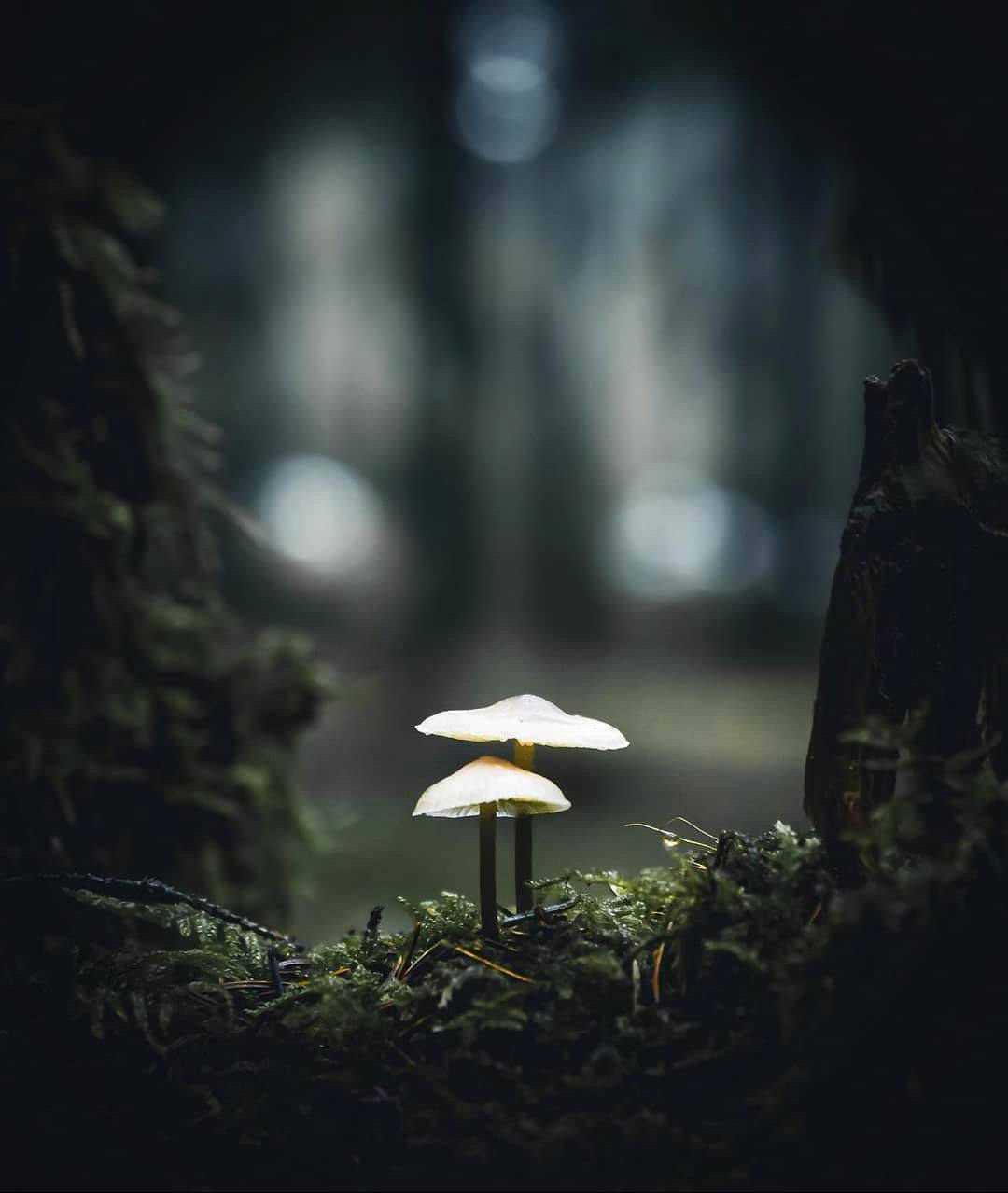 Чем глубже мы заглядываем в природу, тем больше осознаём, что она полна жизни, и тем глубже...