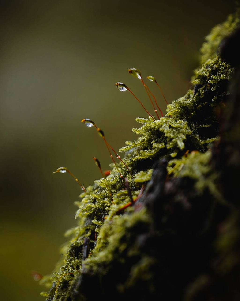 Чем глубже мы заглядываем в природу, тем больше осознаём, что она полна жизни, и тем глубже...