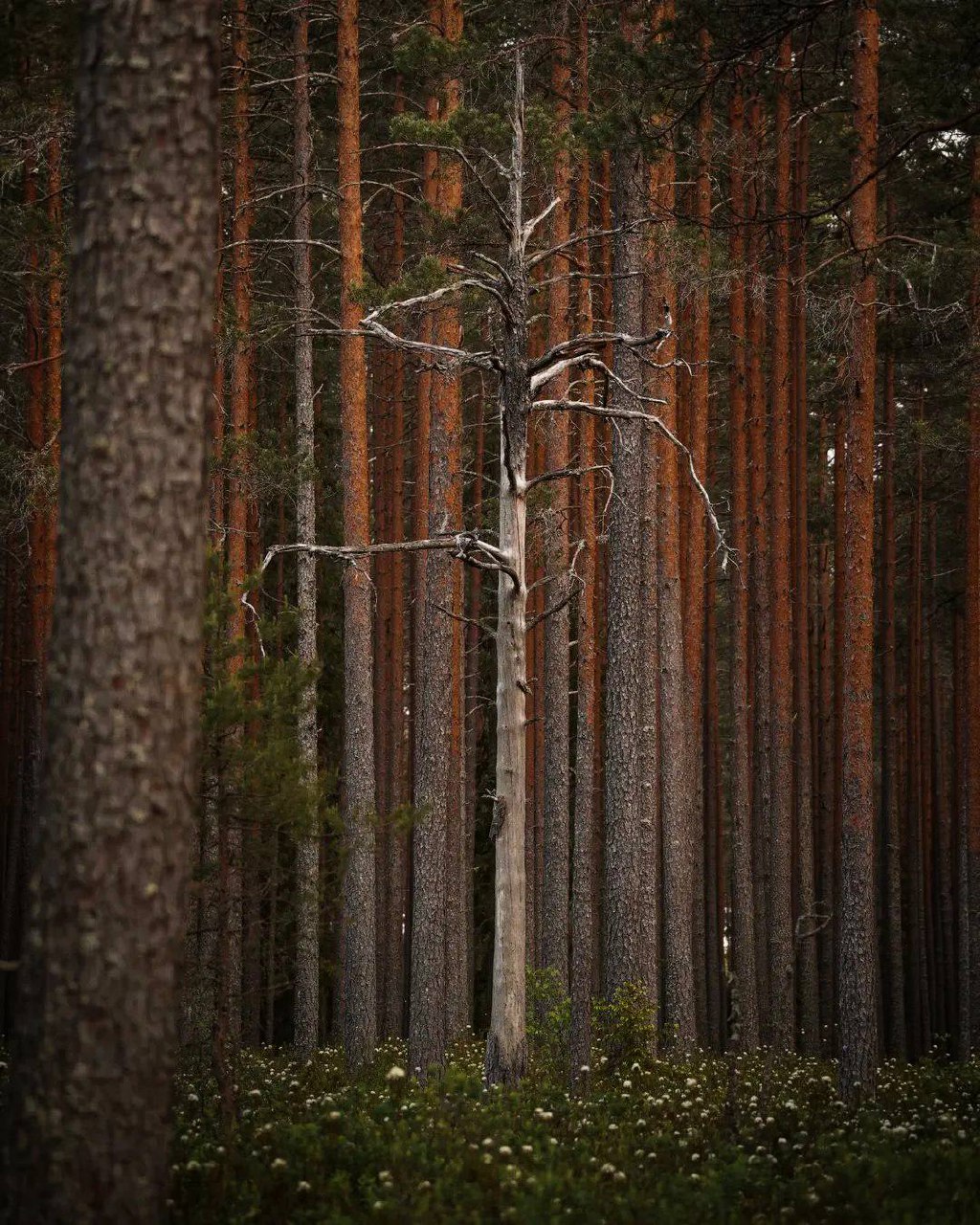 Находясь среди деревьев, я замечаю, что мое дыхание становится ровнее, я начинаю чувствовать...