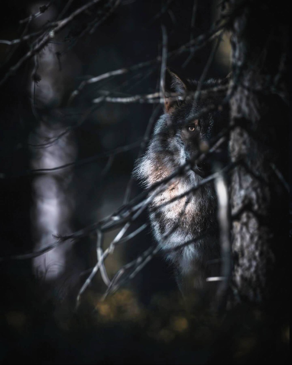 Животные не ведут себя так, как люди. Они дерутся, когда надо драться, и убивают, когда надо убить