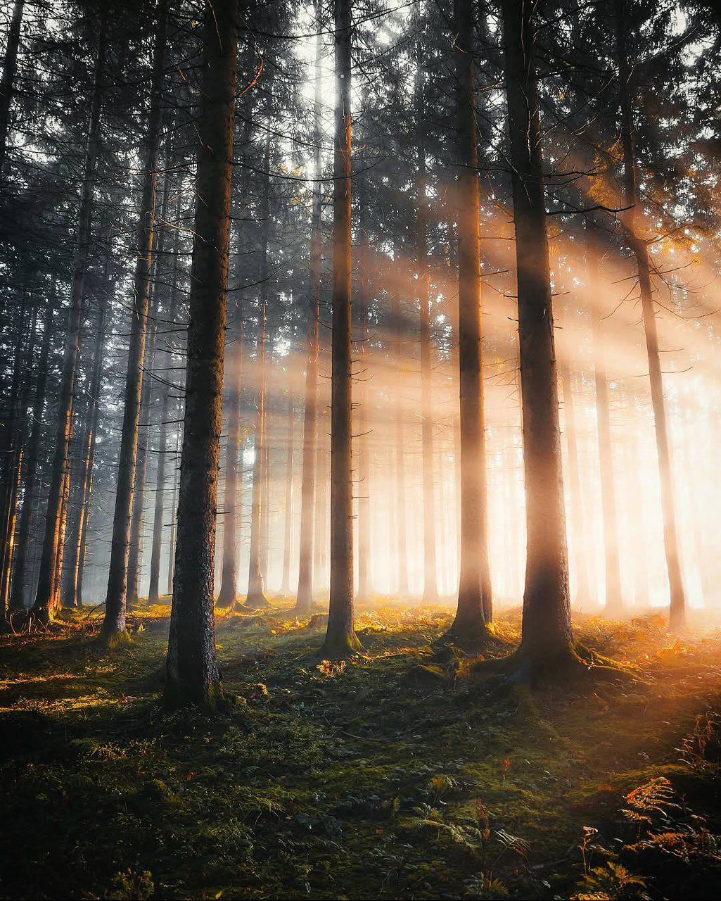 Великая красота природы становится ещё прекрасней, если не принадлежит никому.Юкио Мисима