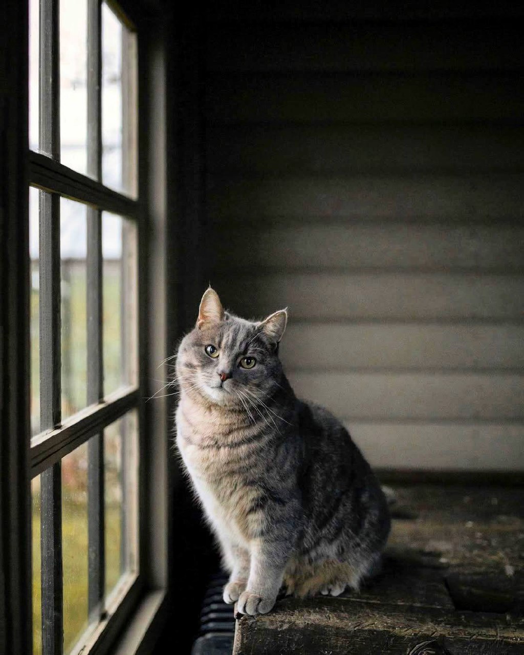 Кот обладает красотой без тщеславия, силой без дерзости, смелостью без свирепости, всеми...