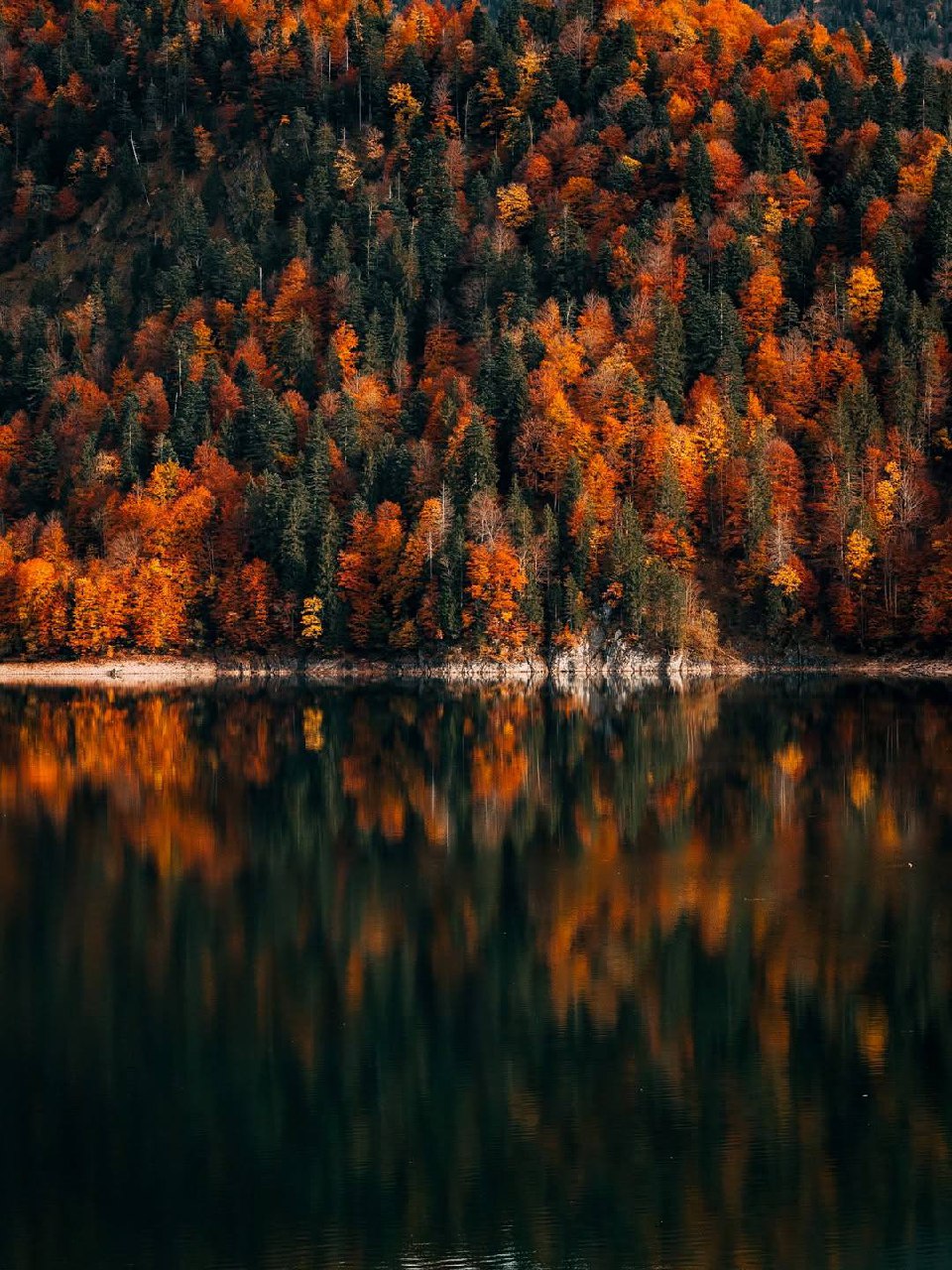 Больше всех времен года я люблю и жалею осень