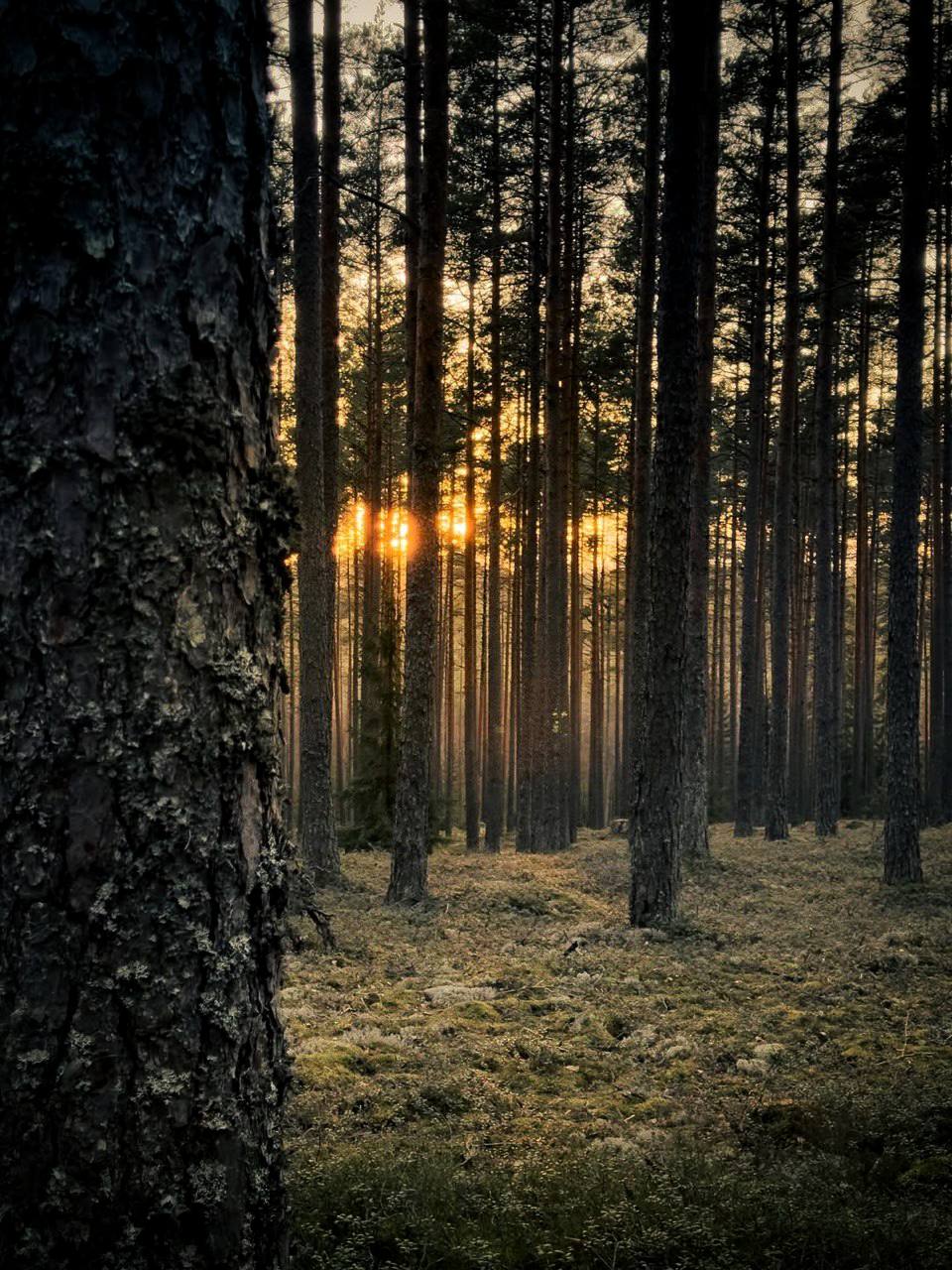 Меня влечет лес. Я нахожу в нем то же очарование, что и в горах, но он более спокоен и приветлив