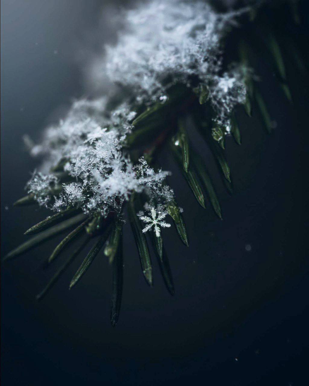 Вопреки видимости, именно зима — пора надежды.Жильбер Сесброн