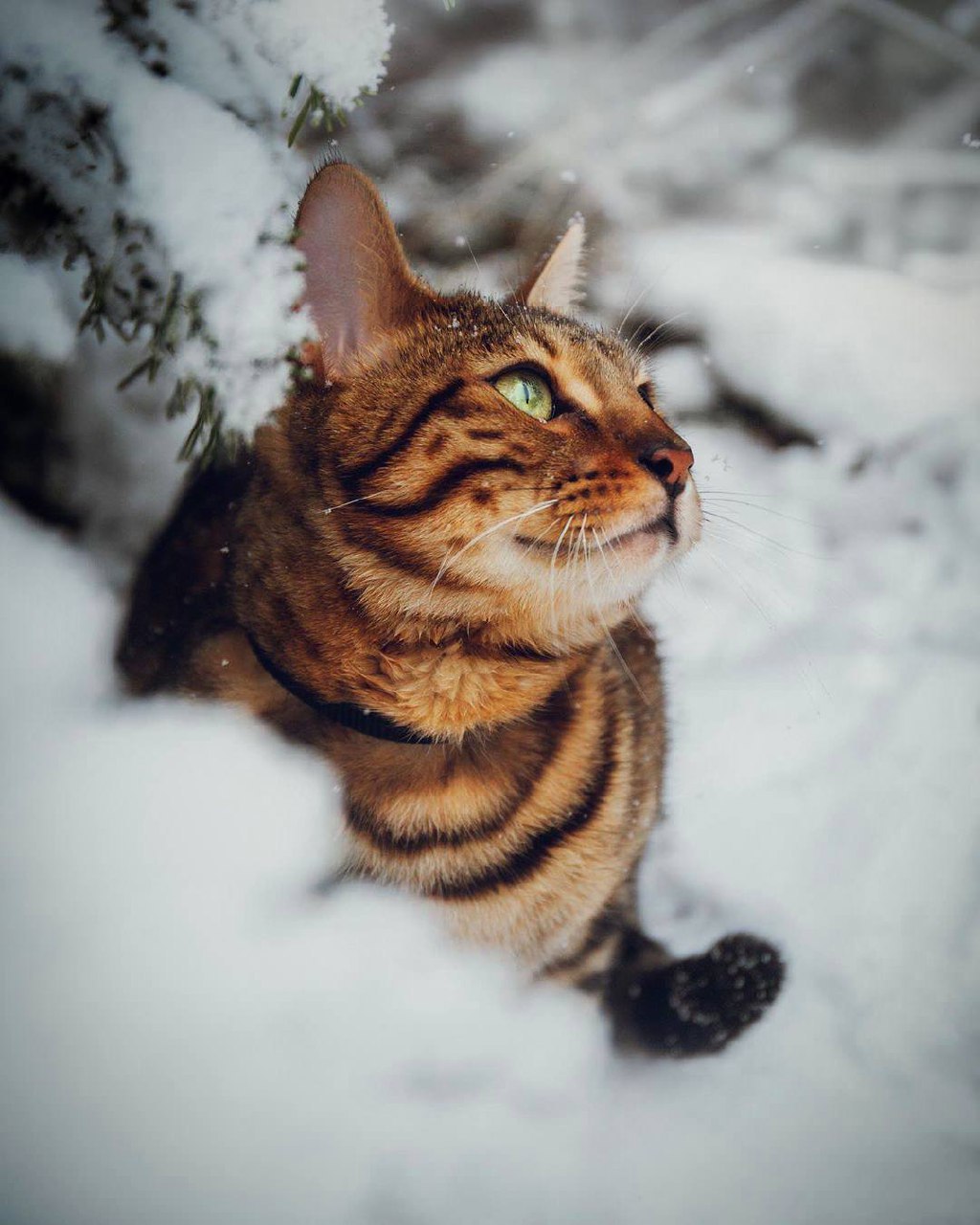 Одни создания в ходе эволюции отращивали длинные ноги, другие — большие зубы, третьи — извилины в